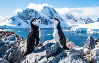 Antarctica Snow & Penguins
